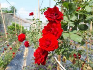 Hướng dẫn trồng và chăm sóc hoa hồng nhung cổ - Ông Điền Food
