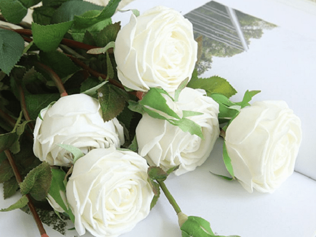 Ý nghĩa Hoa hồng trắng và cách chăm sóc - Ông Điền Food